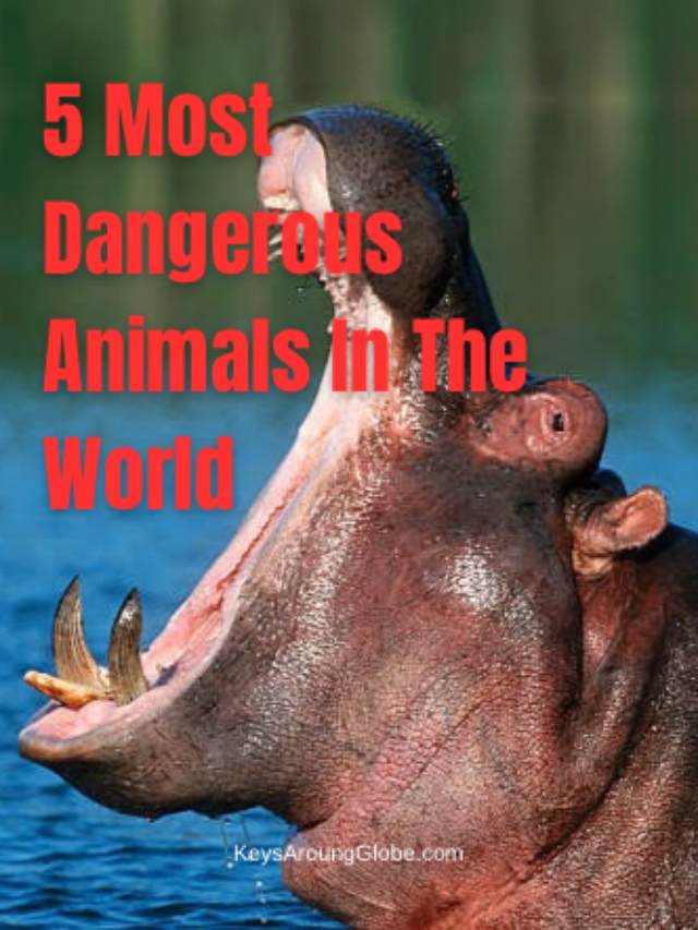 5 Most Dangerous Animals In The World